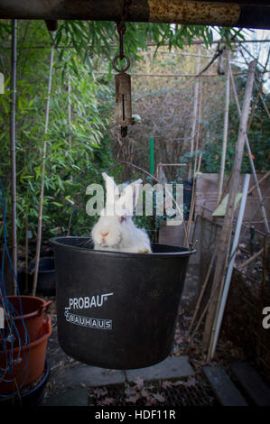 New Zealand White, albino domestic rabbit, weighting, pocket balance Stock Photo