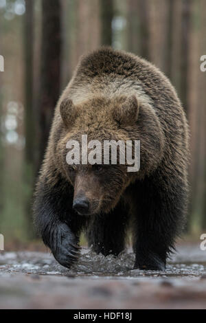 European Brown Bear ( Ursus arctos ) walking through a frozen, ice covered puddle, frontal shot, impressive low point of view. Stock Photo