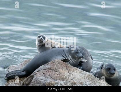 The Baikal seal nerpa Stock Photo