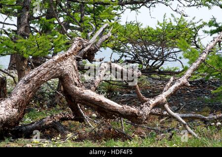 Silhouette of dead dry pine tree against blue sky background. Stock Photo