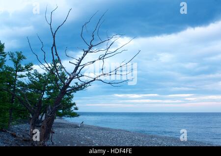 Silhouette of dead dry pine tree against blue sky background. Stock Photo