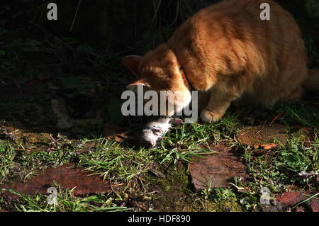 The rat catcher Stock Photo