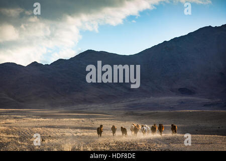 wild mongolian horses running in a steppe Stock Photo