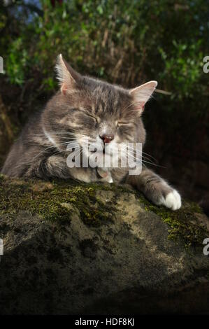 Tabby cat sleeping in garden Stock Photo - Alamy