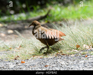 Lord Howe Woodhen (Tricholimnas sylvestris) has been saved from extinction and is endemic to Lord Howe Island, New South Wales, NSW, Australia Stock Photo