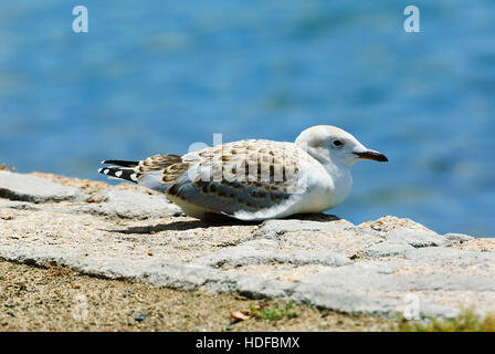 Immature Silver Seagull (Larus novaehollandiae), Mallacoota, Victoria, VIC, Australia Stock Photo