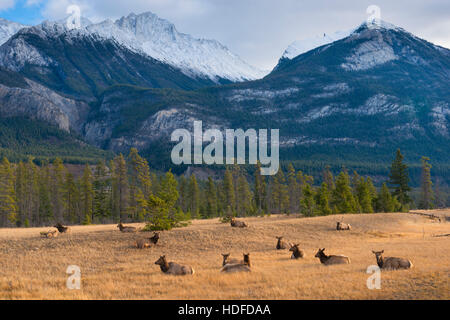 Elk in Jasper Stock Photo