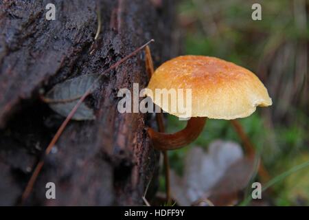 Lonely mushroom growing on a dead tree trunk Stock Photo