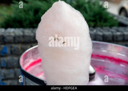 Colorful Wasp on candy floss Stock Photo