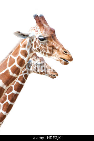 Two pretty giraffes isolated on a white background Stock Photo