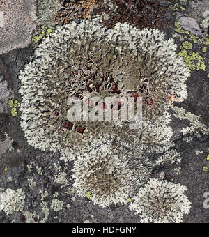 Beautifully textured lichen Stock Photo