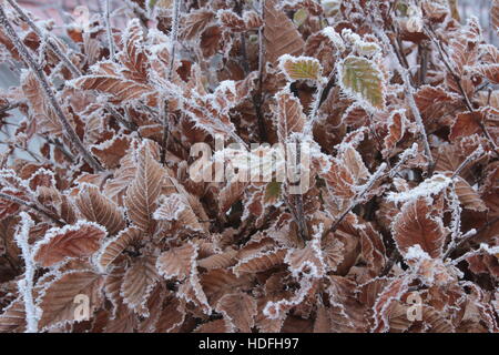 frosty day with iced leafs Stock Photo