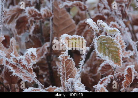 frosty day with iced leafs Stock Photo