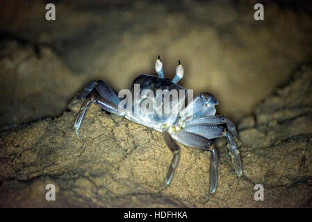 Crab crawling on the sand in beach in Oman Salalah Nature Background Stock Photo