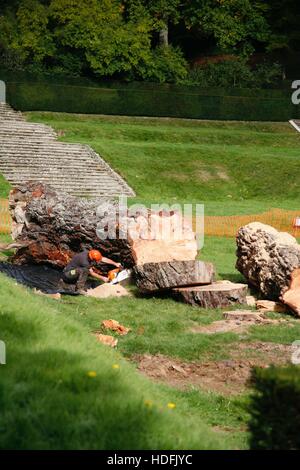 Dartington Hall Monterey Pine Tree Stock Photo