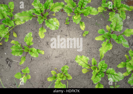 Beet growing in the garden horizontal Stock Photo