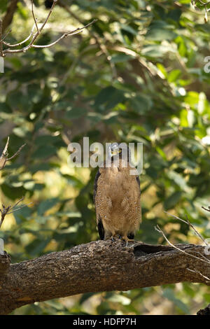 Crested serpent-eagle(Spilornis cheela) resting on the wood in nature Stock Photo