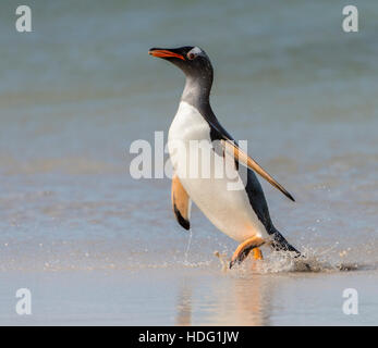 Gentoo Penguin (Pygoscelis papua) walking along the shoreline Stock Photo