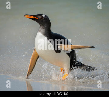 Gentoo Penguin (Pygoscelis papua) emerging from the sea   Nikon D4, Nikon 80-400 lens @400mm, ISO 1000, f5.6, Stock Photo