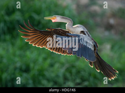 Backlit Anhinga (Anhinga anhinga) in flight Stock Photo