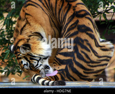 Kunming, Kunming, China. 5th Dec, 2016. Kunming, CHINA-December 5 2016: (EDITORIAL USE ONLY. CHINA OUT).A tiger licking its tail at the Yunnan Provincial Wild Animal Zoo in Kunming, capital of south China's Yunnan Province, December 5th, 2016. © SIPA Asia/ZUMA Wire/Alamy Live News Stock Photo