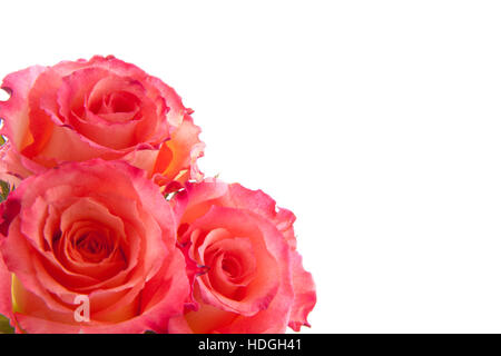 Three fresh colorful roses isolated over white Stock Photo