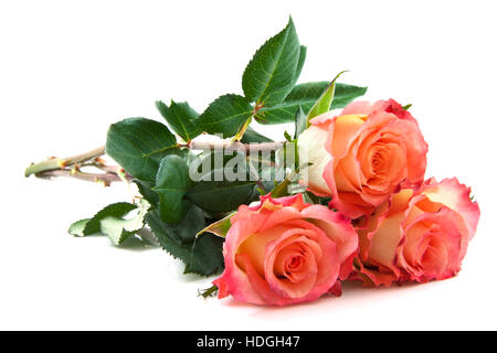 Three fresh colorful roses isolated over white Stock Photo