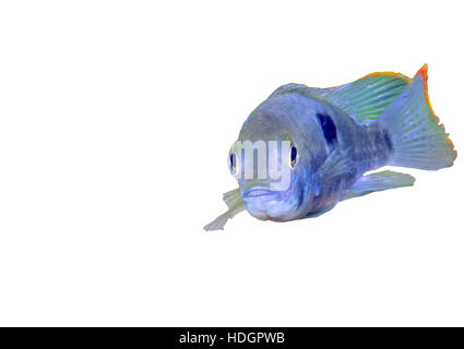 Aquarium Fish dwarf Cichlid.  (Apistogramma nijsseni). Isolated over white Stock Photo