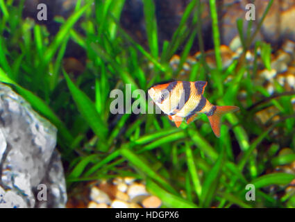 Single aquarium fish-Barbus-five-banded barb. (Barbus pentazona) Stock Photo
