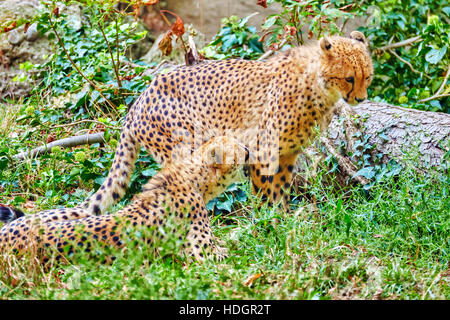 Couple of Cheetah (Acinonyx jubatus) is a big cat in the subfamily Felinae that inhabits most of Africa and parts of Iran. Stock Photo
