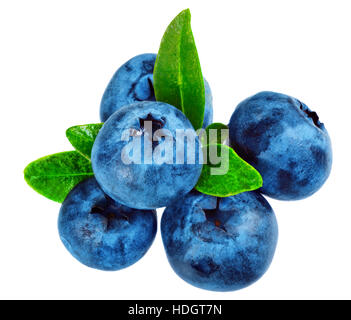 Five  fresh blueberrys isolated on white background. Stock Photo
