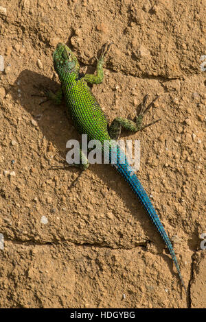 Male Emerald Swift or Green Spiny Lizard (Sceloporus malachiticus) basking on an adobe wall.  San Pedro la Laguna, Guatemala. Stock Photo