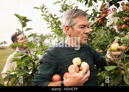 Couple picking apples from tree in orchard Stock Photo