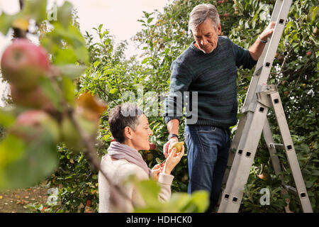 Man giving pears to woman while standing on ladder in orchard Stock Photo