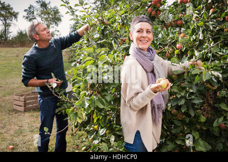 Happy couple picking apples from tree in orchard Stock Photo