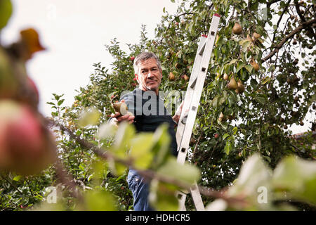 Low angle view of man standing on ladder offering pear in orchard Stock Photo