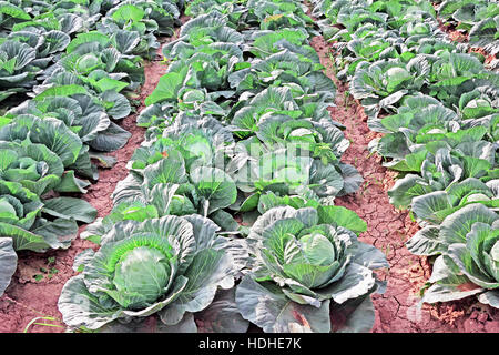 Growing cabbage plants in a vegetable garden in India Stock Photo