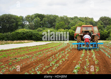Two men driving a tractor pulling a cultivator weeding between rows ...