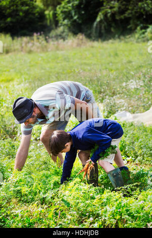 A man and a boy plucking carrots in a vegetable patch.