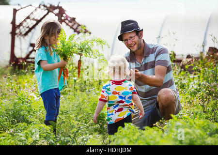 A man, a toddler, and a girl harvesting carrots in a vegetable patch. Stock Photo