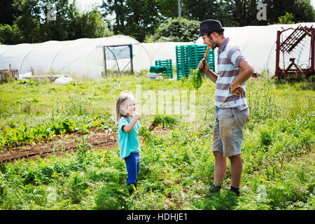 A man and a girl eating freshly harvested carrots in a vegetable patch. Stock Photo