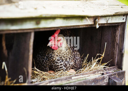 A speckled black and white hen sitting in a nestbox.