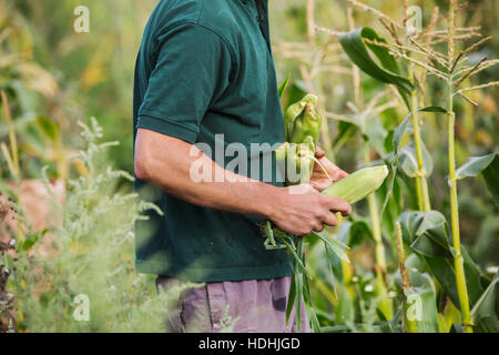 A man harvesting ripe sweet corn cobs Stock Photo