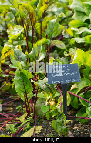 Plants growing in a vegetable garden, with a slate name label. Beetroot. Stock Photo