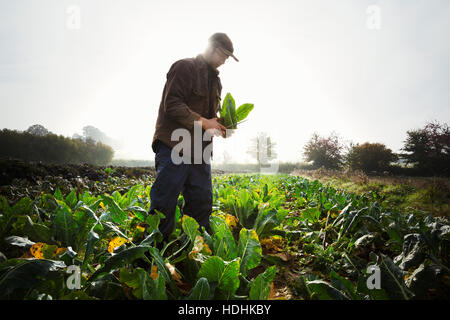 A man holding a harvested cauliflower in his hands.