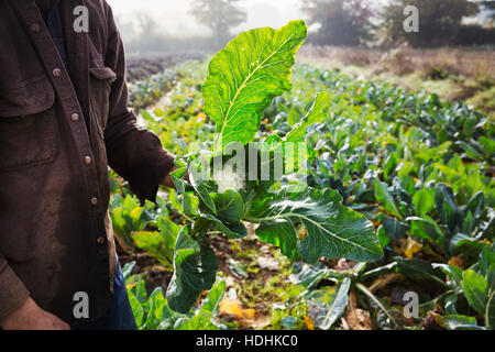 A man holding a harvested cauliflower in his hands. A man holding a harvested cauliflower in his hands.