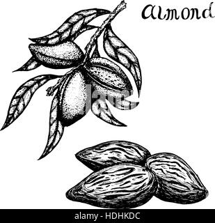 Vector Illustration hand drawn branch of of almonds and almond kernels. Stock Vector