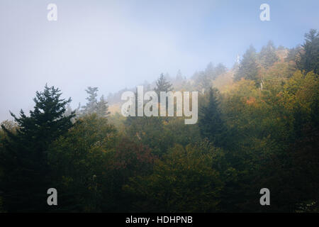 Trees in fog, at Grandfather Mountain, North Carolina. Stock Photo