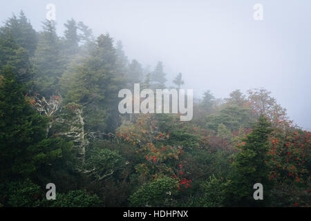 Trees in fog, at Grandfather Mountain, North Carolina. Stock Photo