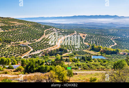 Landscape with olive fields near Ubeda - Spain Stock Photo
